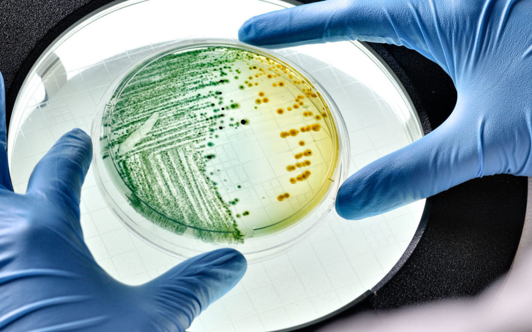 Scientists ‘program’ living bacteria to store data | Science | AAAS